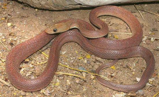 Baja California rat snake Snake Species Bogertophis rosaliae Baja California Ratsnake