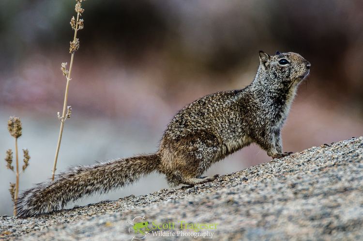 Baja California rock squirrel httpsc1staticflickrcom6548411922733993c47