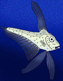 Bajaichthys httpsuploadwikimediaorgwikipediacommonsthu