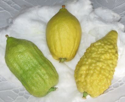 Balady citron