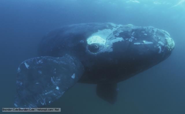 Balaenidae BBC Nature Right whales videos news and facts