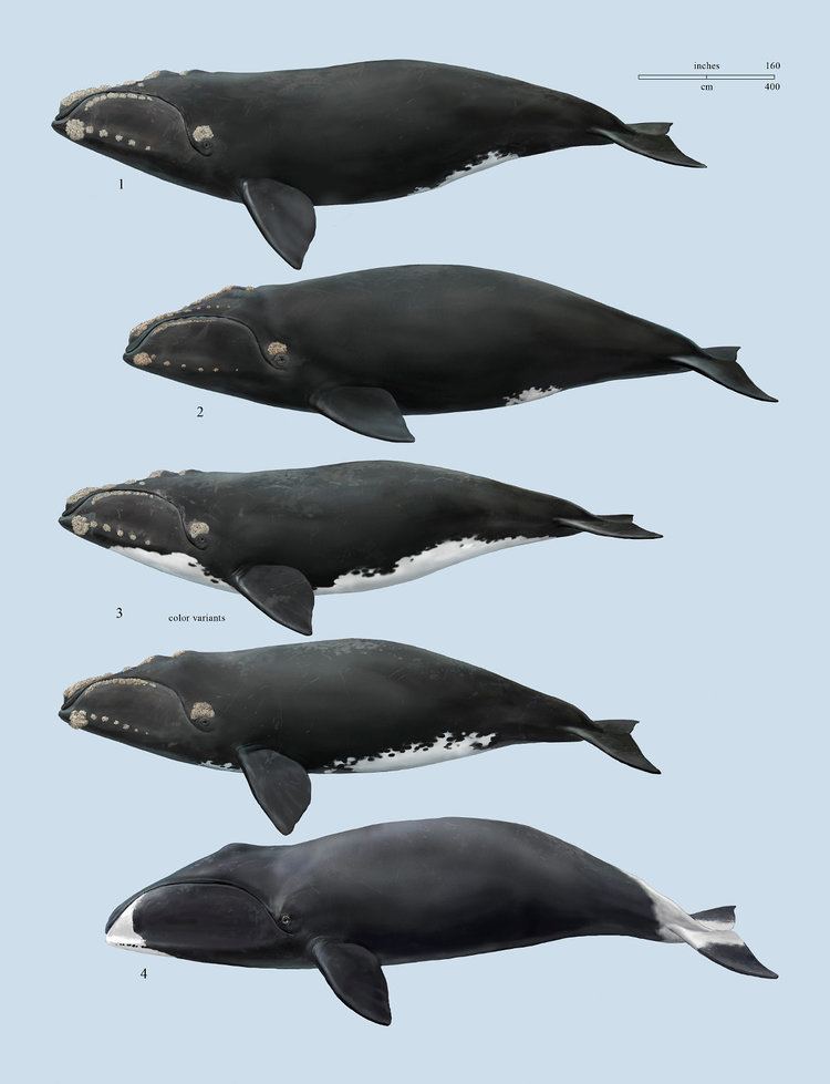 Balaenidae Family Balaenidae Right and Bowhead Whales Lynx Edicions