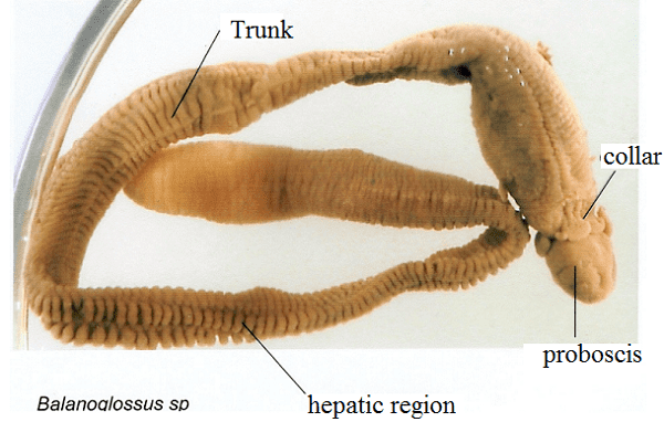 Body regions of Balanoglossus