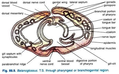 Balanoglossus - Transverse section through the pharyngeal region or branchiogenital region