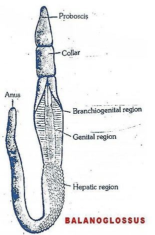 Body regions of Balanoglossus