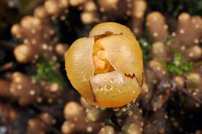 Balanophora coralliformis Species New to Science Botany 2014 Balanophora coralliformis