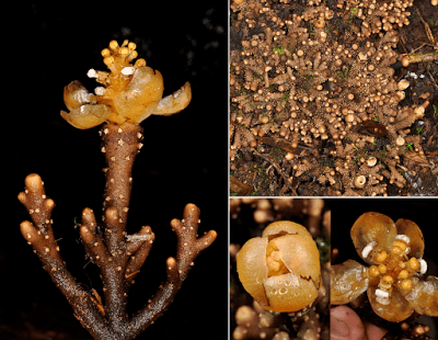 Balanophora coralliformis 4bpblogspotcomjaBzg2c0TQVWHdXrcj0LIAAAAAAA