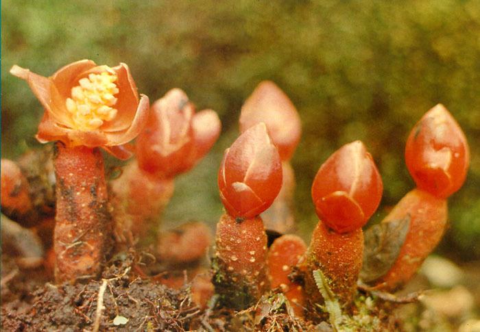 Balanophora parasiticplantssiueduBalanophoraceaeimagesBal
