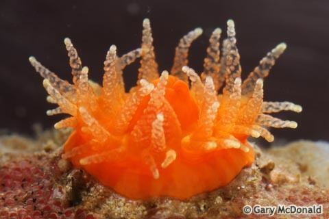 Balanophyllia Orange cup coral Balanophyllia elegans Biodiversity of the