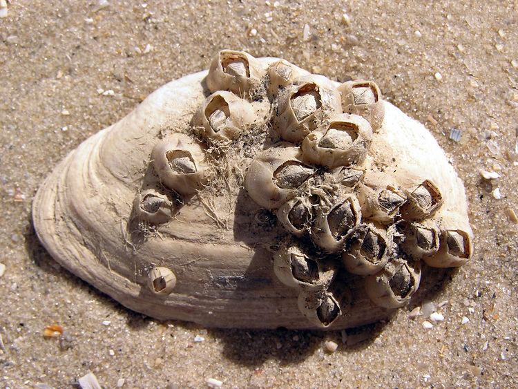 Balanus Bay barnacle Wikipedia