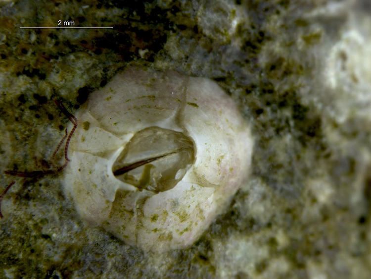Balanus crenatus Balanus crenatus Balanus crenatus is a species of barnacle Flickr
