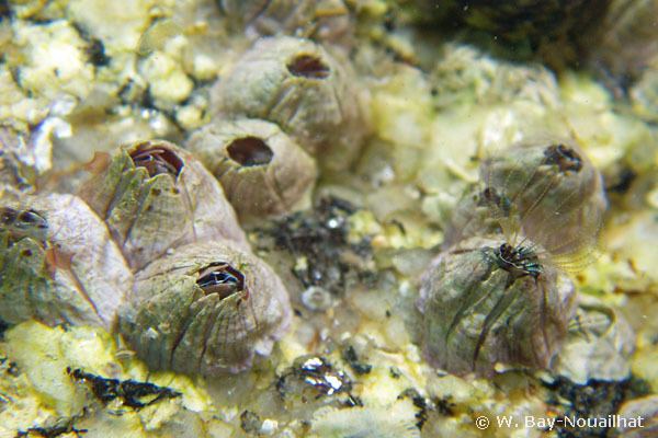 Balanus perforatus European Marine Life Photo of Balanus perforatus Common barnacle