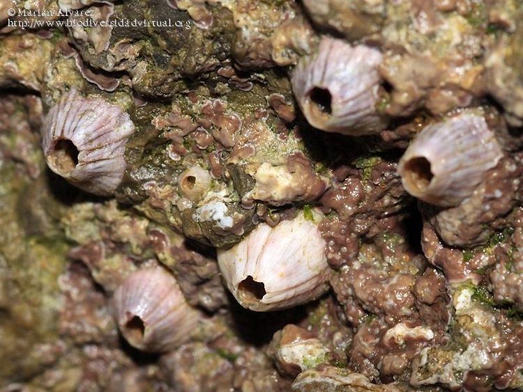 Balanus perforatus Balanus perforatus 665811 Biodiversidad Virtual Invertebrados