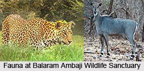 Balaram Ambaji Wildlife Sanctuary Balaram Ambaji Wildlife Sanctuary Banaskantha District Gujarat
