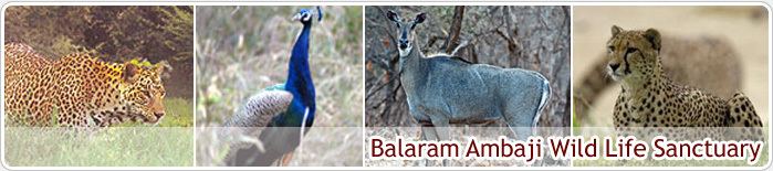 Balaram Ambaji Wildlife Sanctuary NRI Division About Gujarat Places of Interest Wild Life
