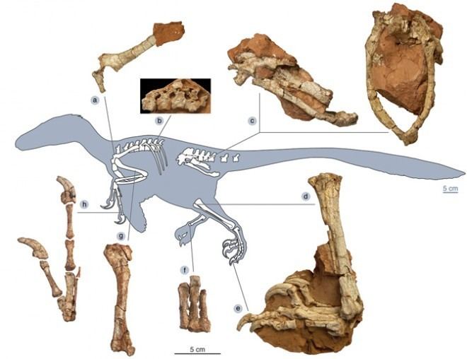 Balaur bondoc New Predatory Dinosaur Discovered in Romania WIRED