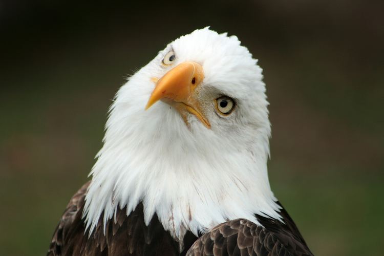 Bald eagle Bald Eagle National Bird