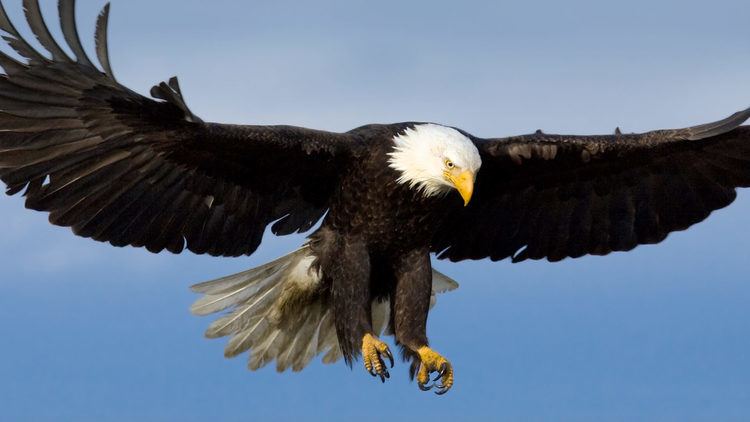 Bald eagle animalssandiegozooorgsitesdefaultfiles20160