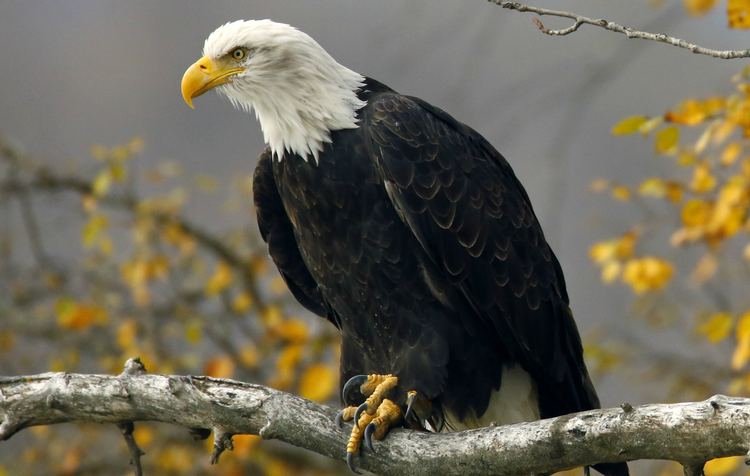 Bald eagle Nation39s Oldest Bald Eagle Found Dead in New York