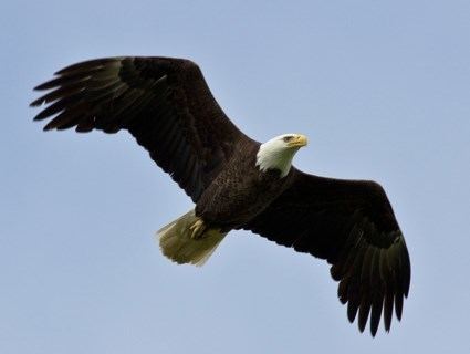 Bald eagle Bald Eagle Identification All About Birds Cornell Lab of Ornithology