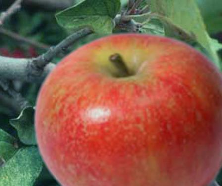 Baldwin (apple) Baldwin apple Wikipedia