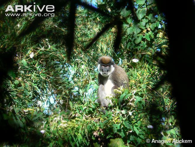 Bale Mountains vervet Bale Mountains vervet videos photos and facts Chlorocebus
