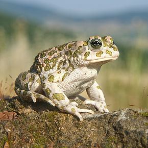 Balearic green toad httpsuploadwikimediaorgwikipediacommonsthu