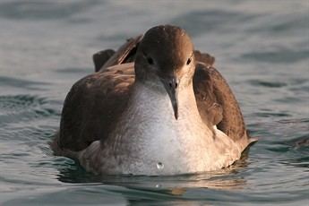 Balearic shearwater Balearic Shearwater