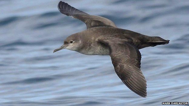 Balearic shearwater BBC Nature Shearwaters take 39single sex39 summer holidays