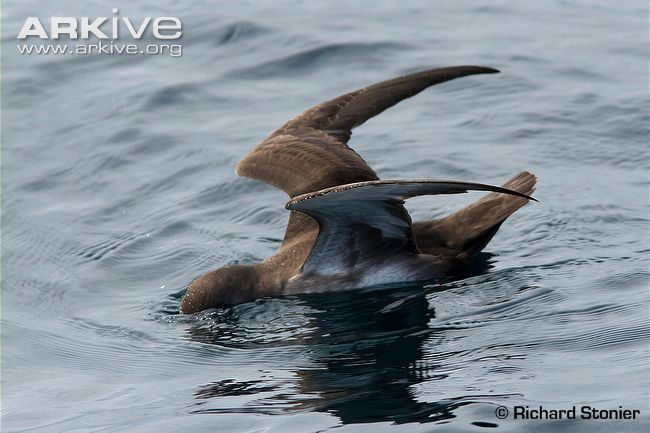 Balearic shearwater Balearic shearwater photo Puffinus mauretanicus G73830 ARKive