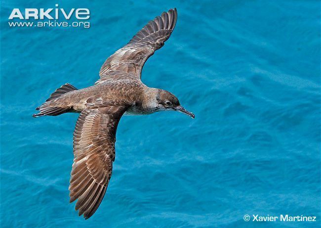 Balearic shearwater Balearic shearwater videos photos and facts Puffinus mauretanicus