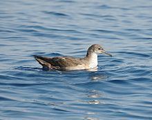 Balearic shearwater httpsuploadwikimediaorgwikipediacommonsthu