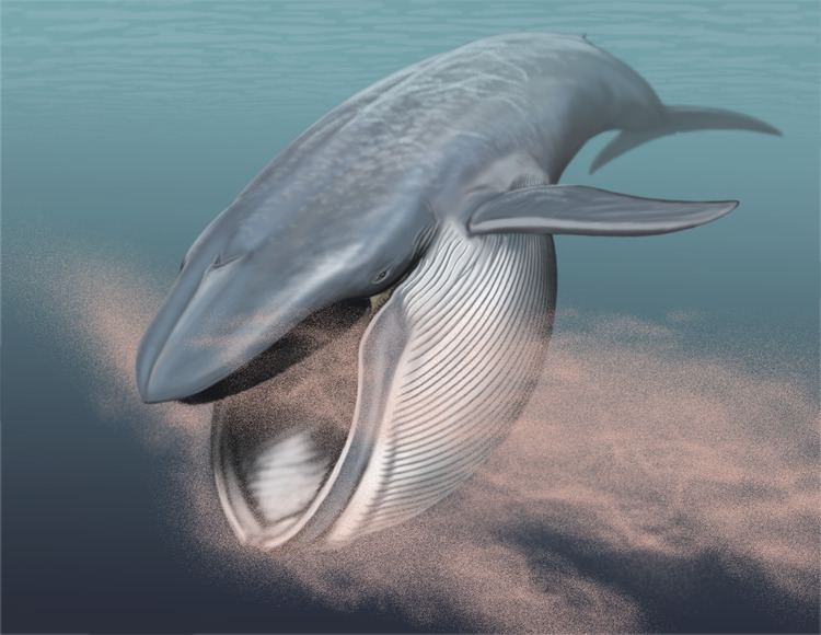 Baleen whale - Alchetron, The Free Social Encyclopedia