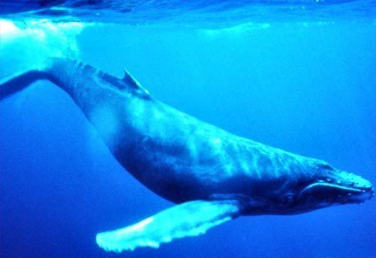 Baleen whale Baleen Whales World39s Largest Creature FilterFeeders Animal