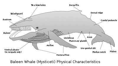 Baleen whale Baleen whale New World Encyclopedia