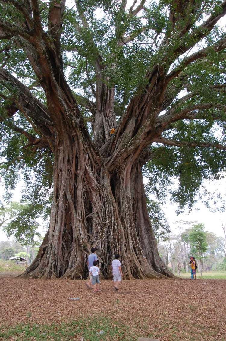 Balete tree Visit If You Dare The 3 Creepiest Trees In The Philippines