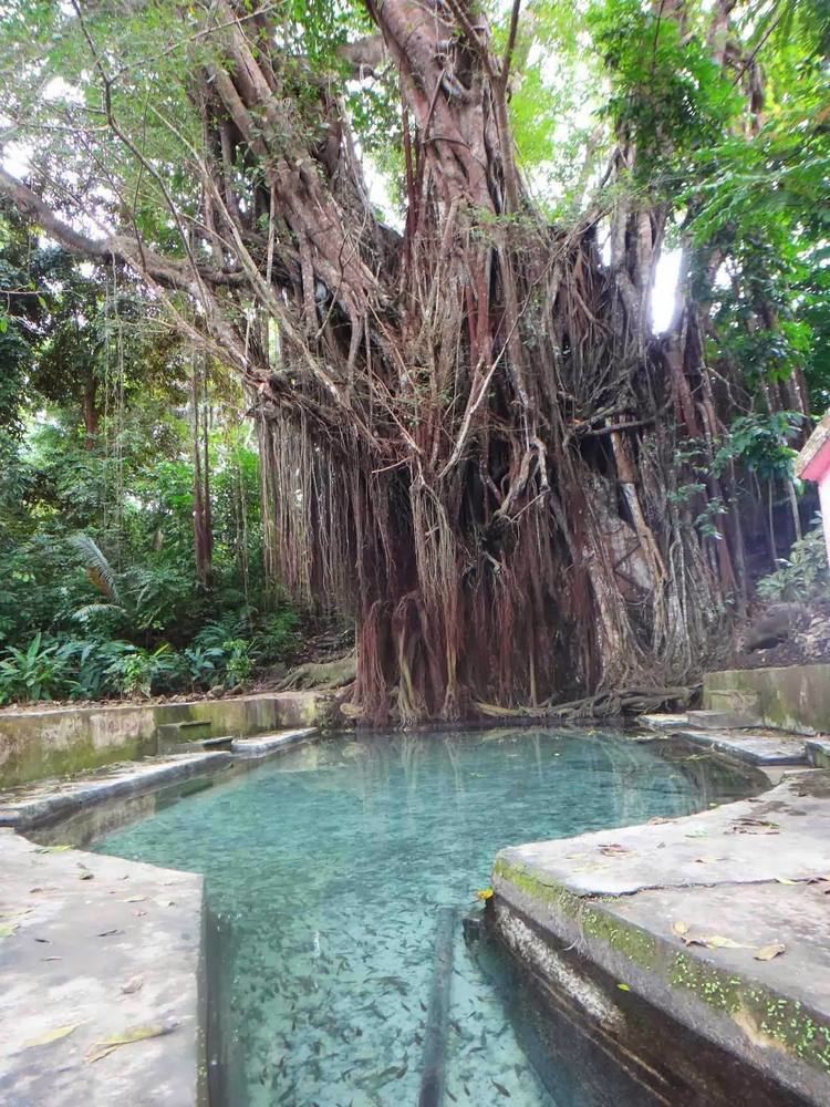 Balete tree Visit If You Dare The 3 Creepiest Trees In The Philippines