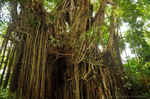 Balete tree Siquijor39s Mysterious Balete Tree Choose Philippines Find