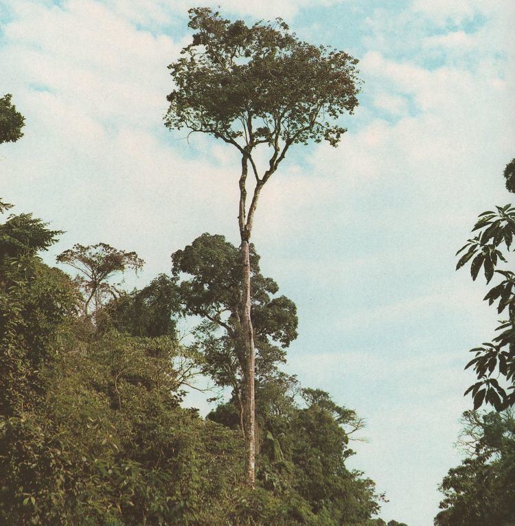 Balfourodendron riedelianum httpsuploadwikimediaorgwikipediacommonsthu