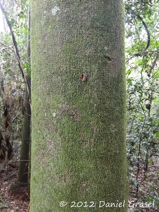 Balfourodendron riedelianum Flora Digital do Rio Grande do Sul e de Santa Catarina
