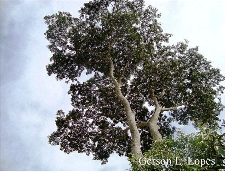Balfourodendron riedelianum Balfourodendron riedelianum Engl Engl Paumarfim guatambu