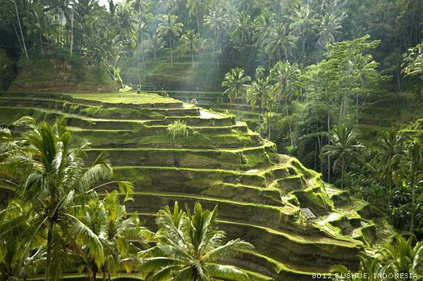 Bali Beautiful Landscapes of Bali