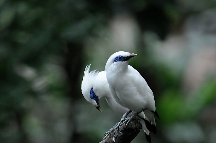 Two Bali myna standing on a branch of tree