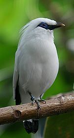 Bali myna standing on a branch of tree