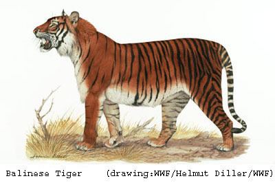 Bali tiger EXTINCT SUBSPECIES Balinese Tiger Tigers and Other Wild Cats