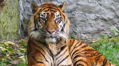 Bali tiger Bali Tiger Extinct Balinese Tiger Extinct Species