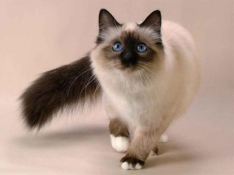 Balinese cat Balinese Pictures Diet Breeding Life Cycles Facts Habitat