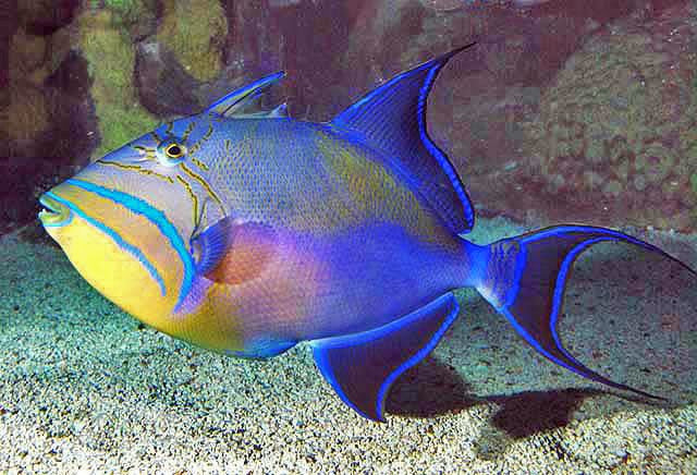 Balistes vetula Shorefishes The Fishes Species
