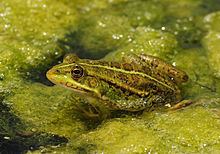 Balkan frog httpsuploadwikimediaorgwikipediacommonsthu