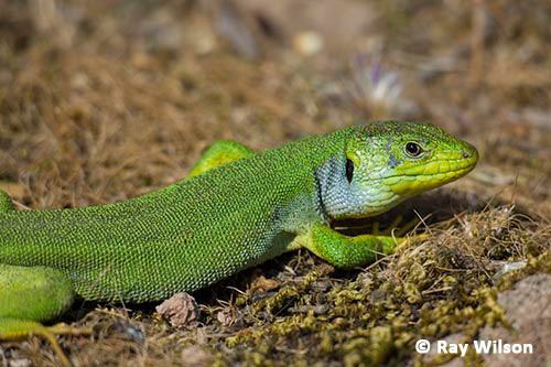 Balkan green lizard Balkan Green Lizard Lacerta trilineata